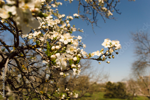 Wallpaper Mural Spring in the garden. Cherry blossom Torontodigital.ca
