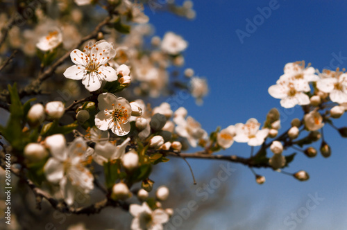 Cherry blossom on spring, and blue sky background