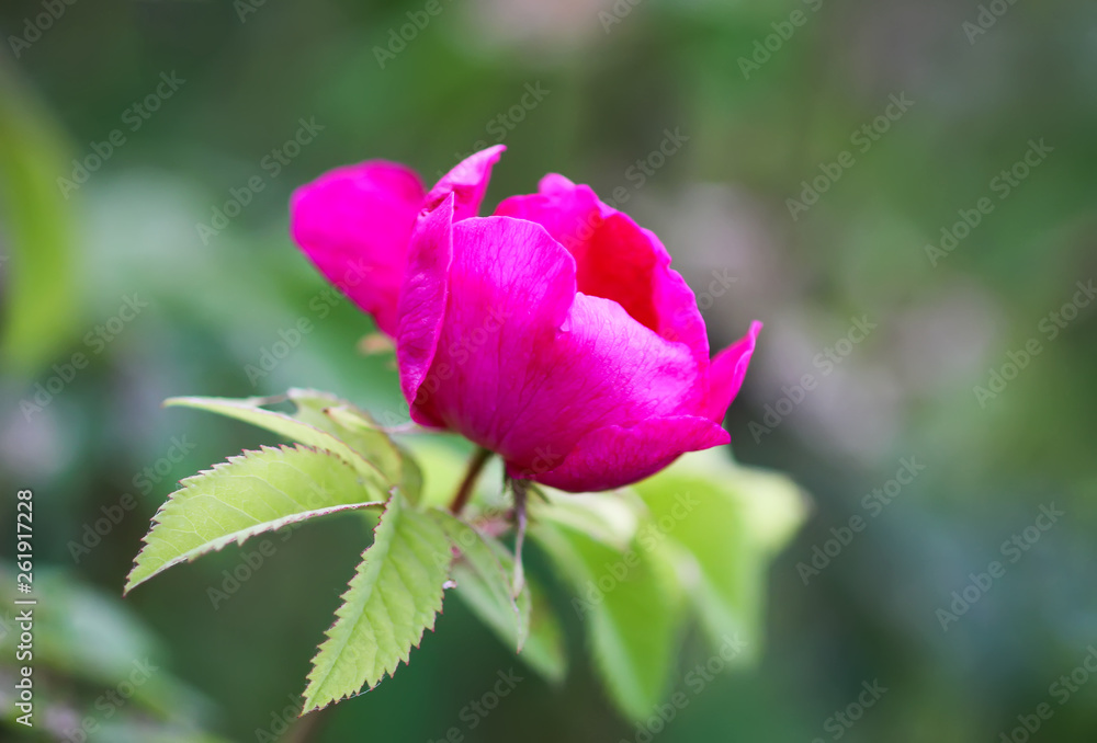 Flowers of dog-rose rosehip growing in summer park Flowers of dog-rose rosehip growing in summer park