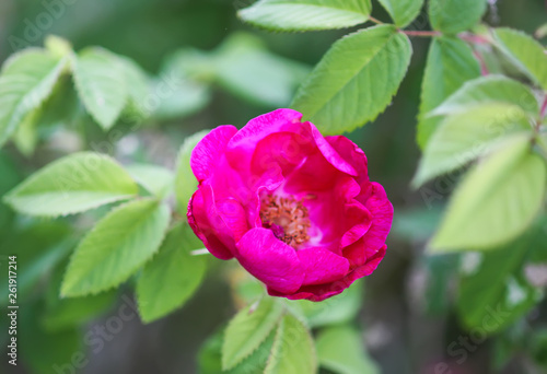 Flowers of dog-rose rosehip growing in summer park