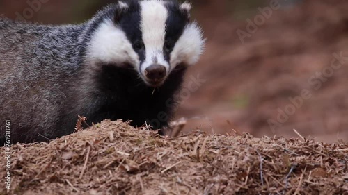 European badger, Meles meles, walking, eating close up at ground level during April in Scotland.