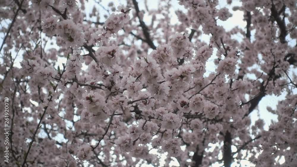 Cherry blossoms. Beautiful pink flowery fruit tree under a blue sky Cherry blossoms. Beautiful pink flowery fruit tree under a blue sky