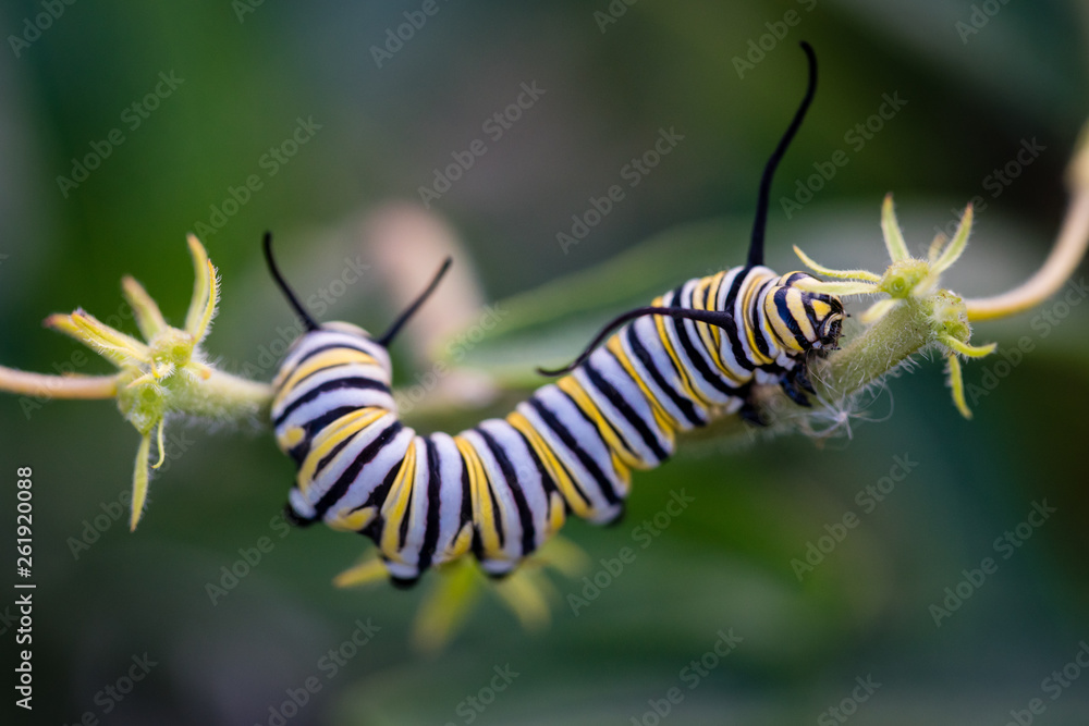 Naklejka premium Monarch Caterpilar