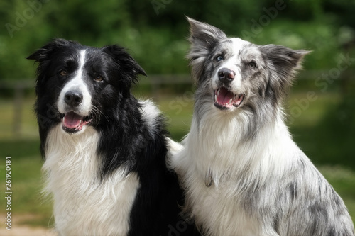 Border collies are the best friends