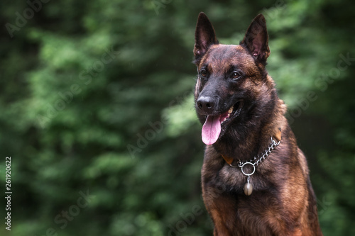 Belgian malinois in green forest