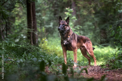 Belgian malinois in green forest © Aler