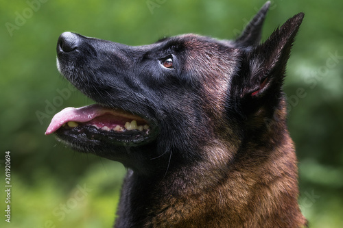 Belgian malinois in green forest
