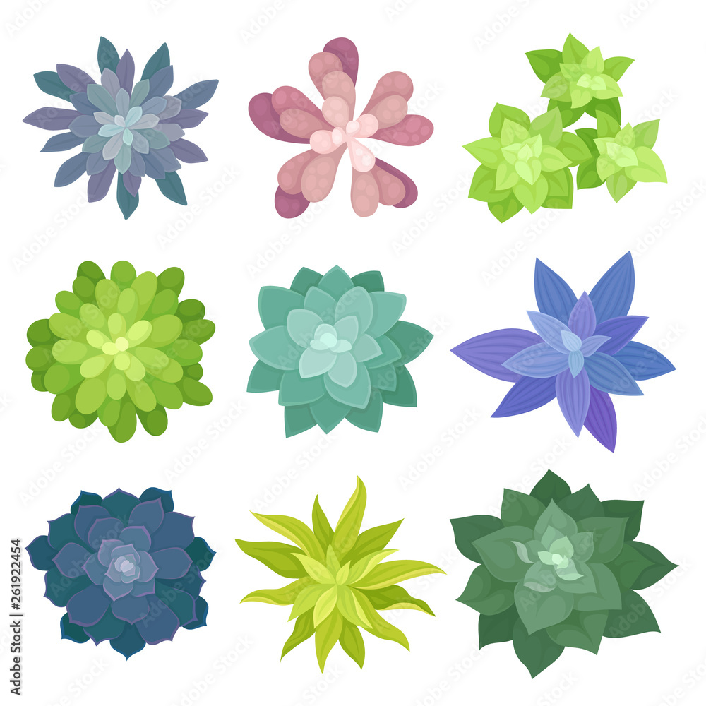 Collection of house plants top view. Flora concept Collection of house plants top view. Flora concept