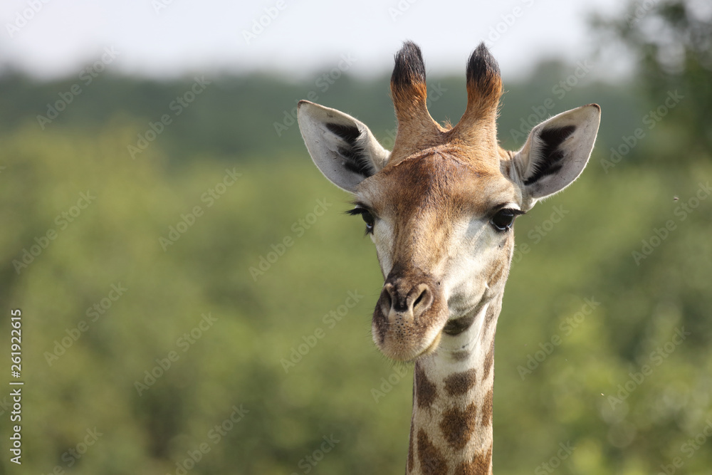 Obraz premium Giraffe / Giraffe / Giraffa Camelopardalis