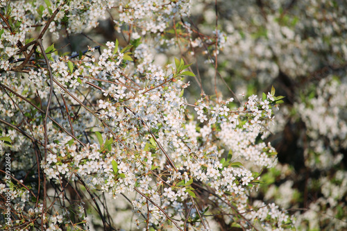 Blossoming trees in spring season