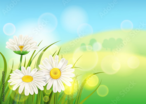 Spring flower daisy juicy  chamomiles green grass background