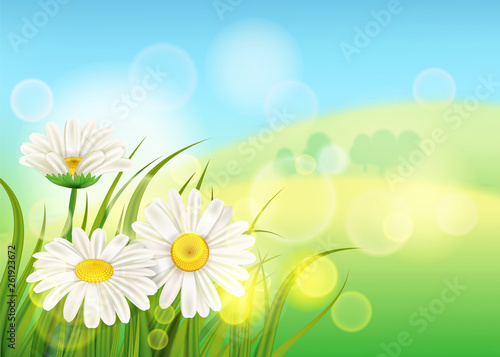 Spring flower daisy juicy, chamomiles green grass background