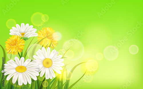 Spring flower daisy juicy  chamomiles yellow dandelions green grass background