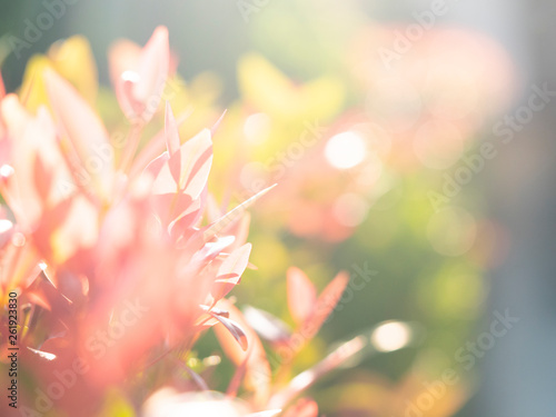 abstract blured and soft focus leaves for background