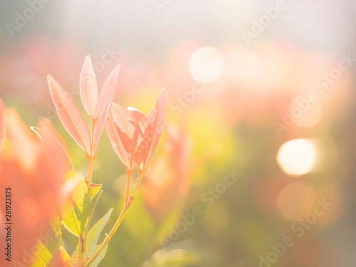 abstract blured and soft focus leaves for background