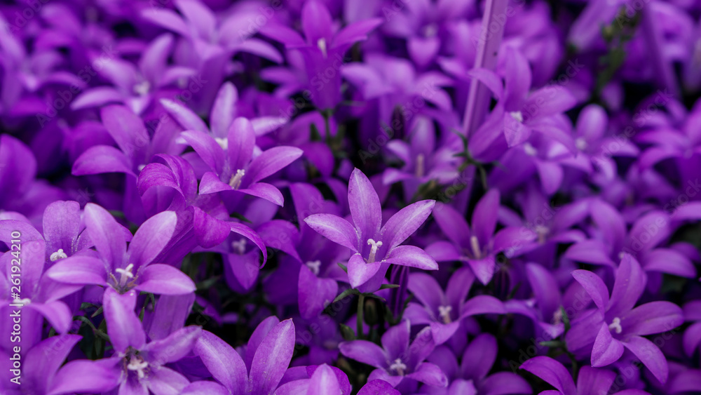 lots of small purple flowers