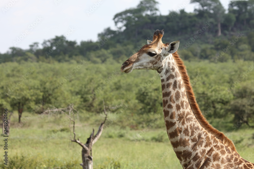 Fototapeta premium Giraffe / Giraffe / Giraffa Camelopardalis
