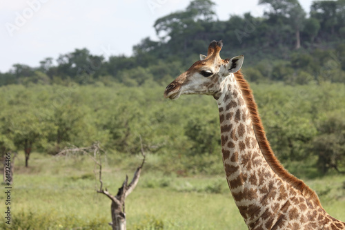 Giraffe / Giraffe / Giraffa Camelopardalis