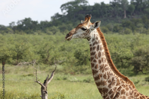 Giraffe / Giraffe / Giraffa Camelopardalis