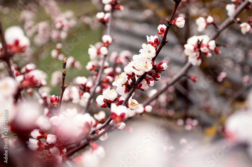 Cherry blossom spring background. Close-up.