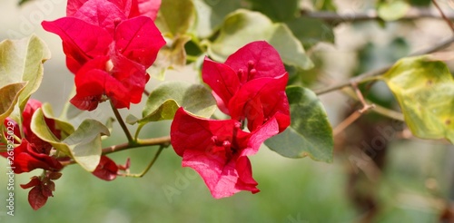 estas son diferentes tipos de flores y hojas  fotos tomadas en distintos lugares y jardines aqui podemos observar diferentes tipos colores  texturas y tama  os .           