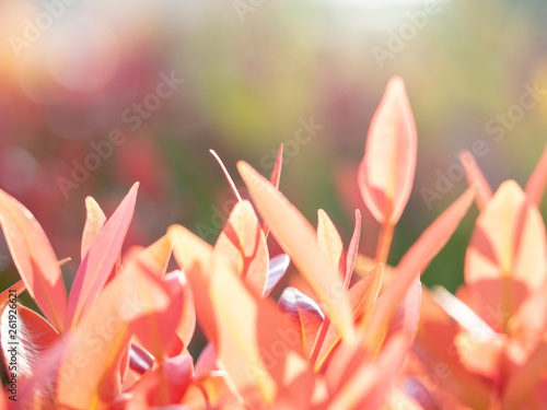 abstract blured and soft focus leaves for background