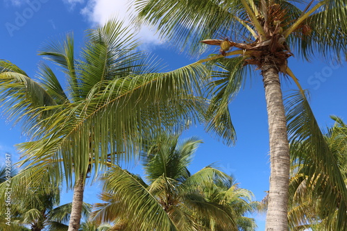 Kokosnuss Palme   Karibik   Curacao