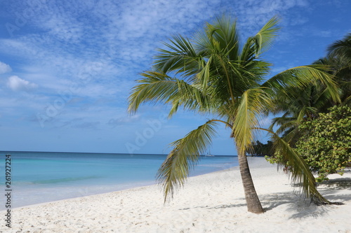 Palme an weißen Sandstrand / DomRep / Karibik