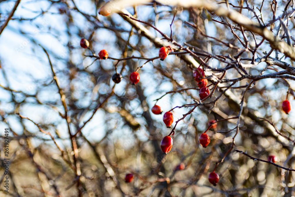 Dried rose hips in nature. The black-and-red fruits of the overgrown rose grew in the open air. Dry yellow twigs in spring after winter. Interesting patterns with berries Dried rose hips in nature. The black-and-red fruits of the overgrown rose grew in the open air. Dry yellow twigs in spring after winter. Interesting patterns with berries