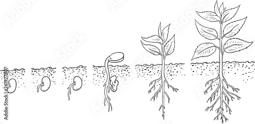 bean seed germination isolated on white