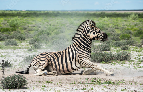 Zebra in Etosha national park, Namibia
