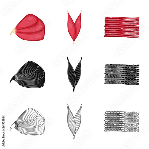 Isolated object of fiber and muscular icon. Set of fiber and body  stock symbol for web.