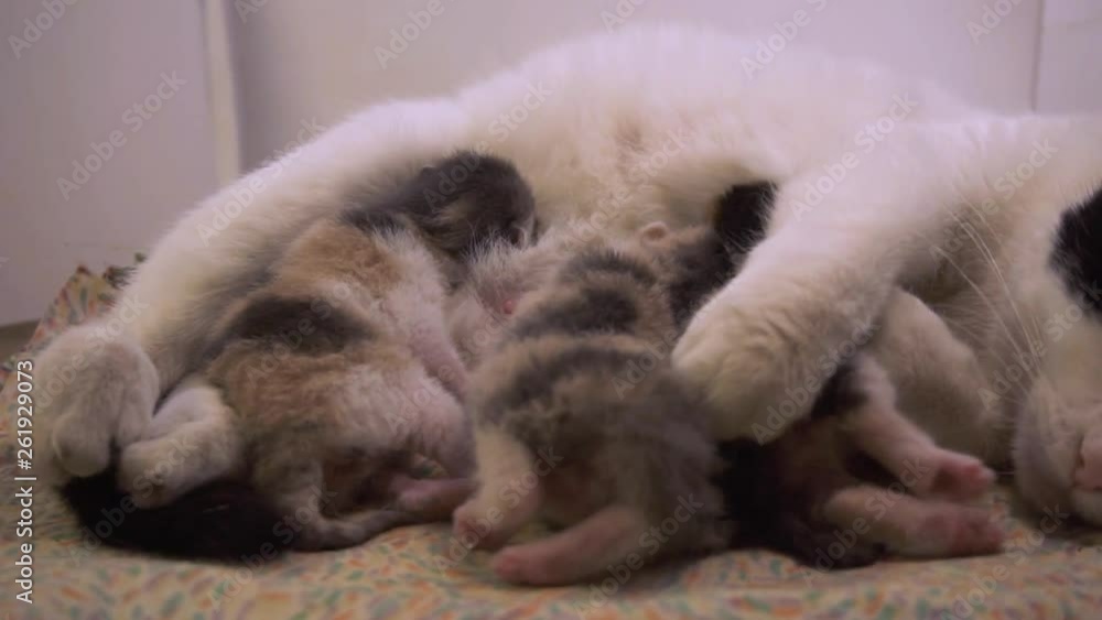 A mother cat pulls an infant closer, as she feeds her new triplets A mother cat pulls an infant closer, as she feeds her new triplets