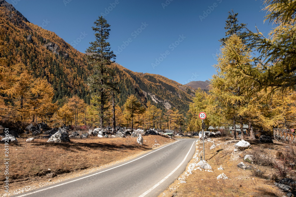 Asphalt road in autumn pine valley at yading Asphalt road in autumn pine valley at yading