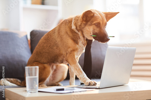 Full length portrit of dog wearing tie siting at desk and using computer, copy space