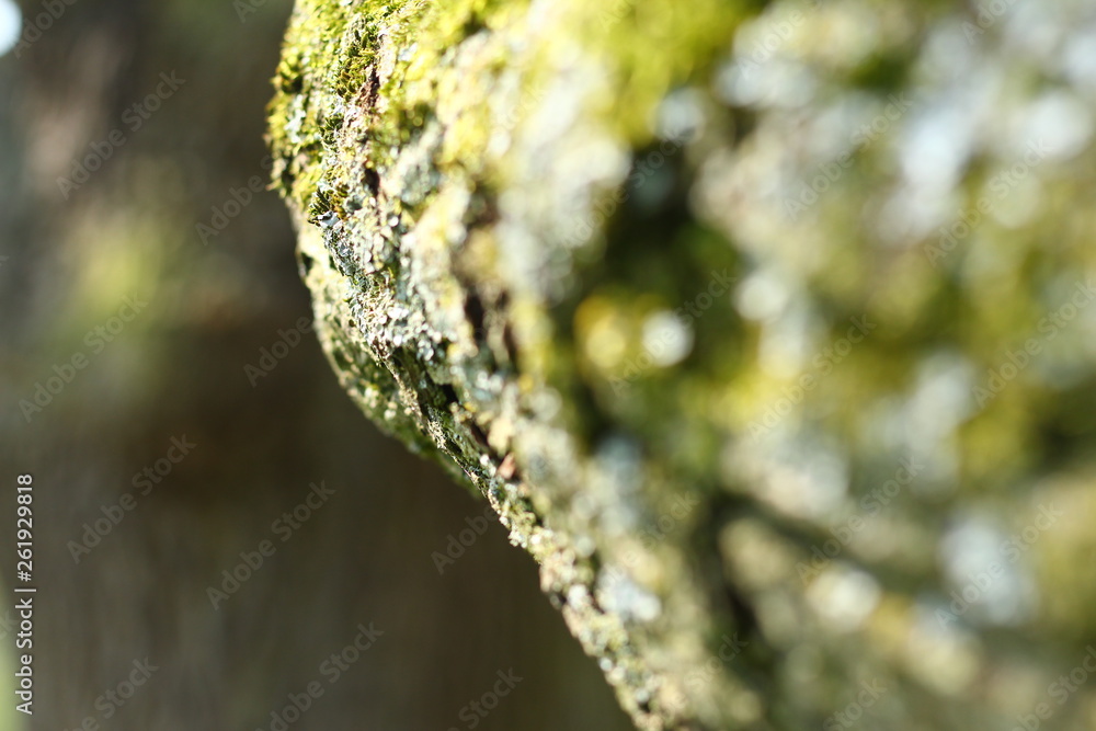Branch from an oak tree covered with green moss. Closeup and background image. Copy space for text. Branch from an oak tree covered with green moss. Closeup and background image. Copy space for text.
