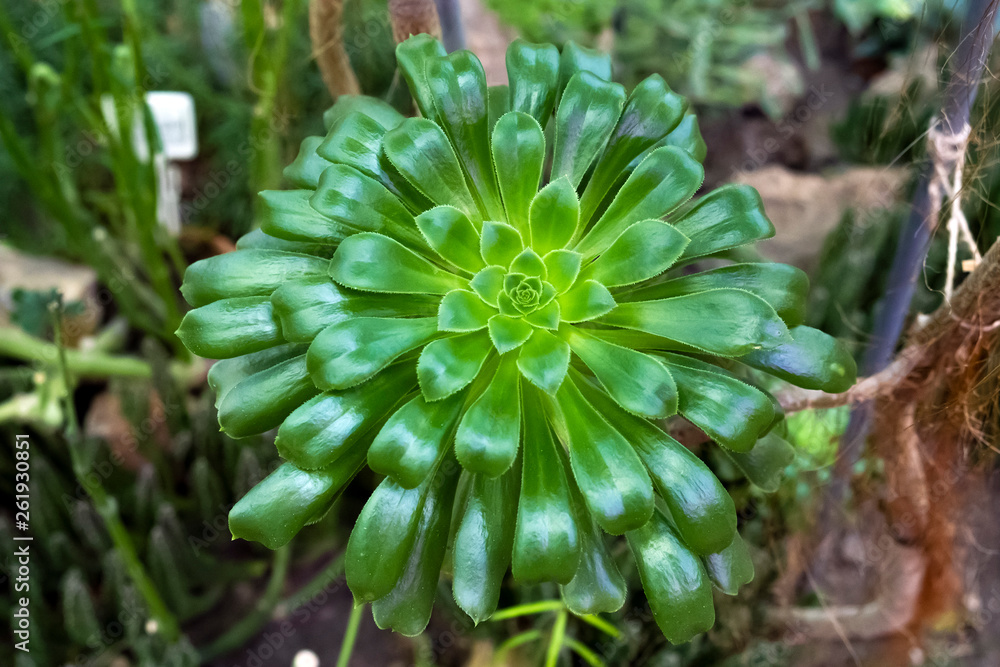 Succulent plant from tropical forests. Green eonium close-up Succulent plant from tropical forests. Green eonium close-up