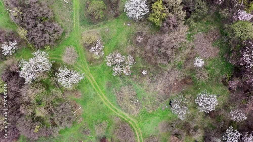 Paths among flowering trees Aerial view Paths among flowering trees Aerial view