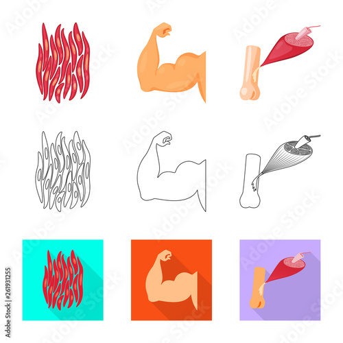 Isolated object of fiber and muscular sign. Set of fiber and body  stock vector illustration.