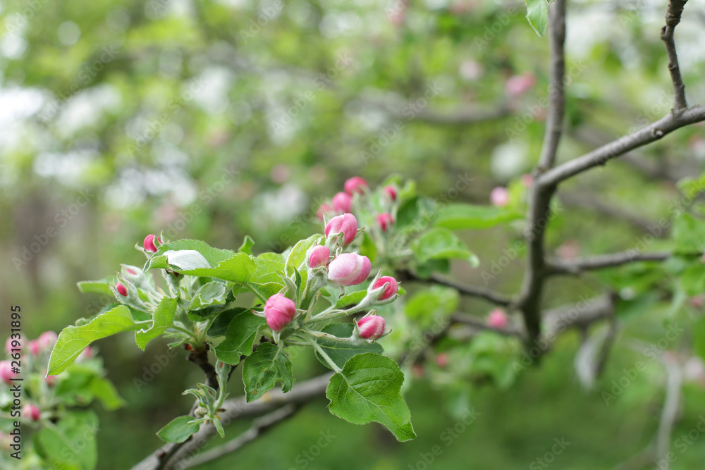 Apple tree branch with pink tender closed buds on a branch in close-up and with soft focus blur bokeh green background