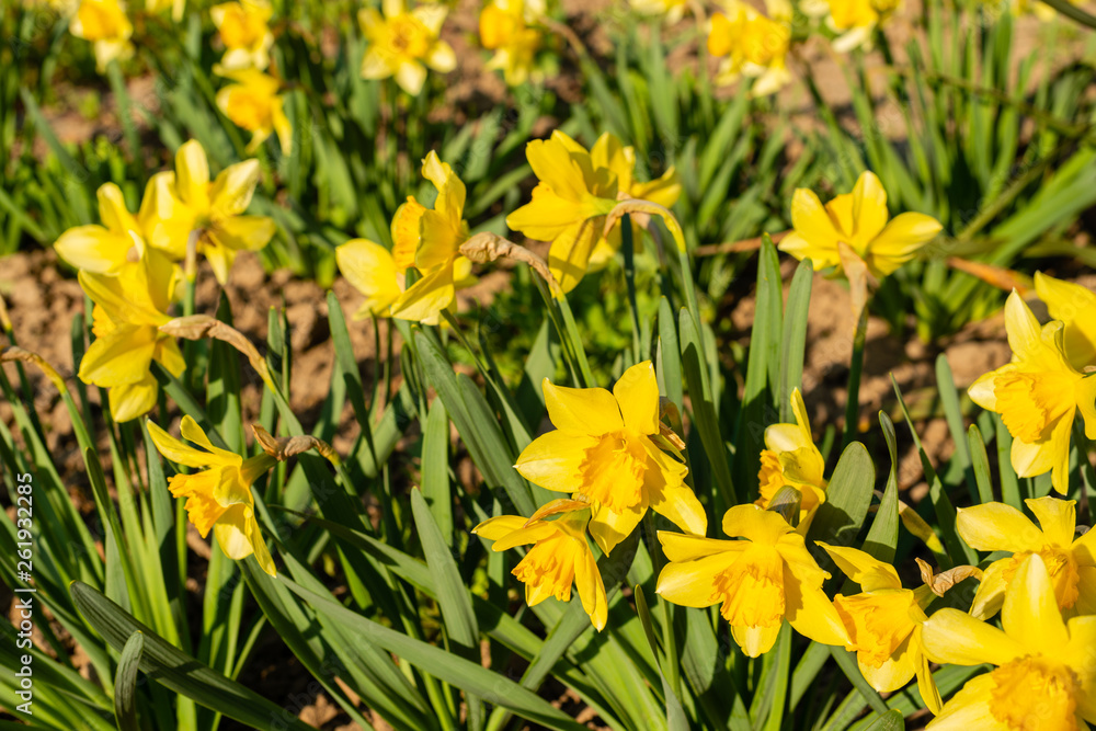 The beautiful spring blossoming flower an narcissus