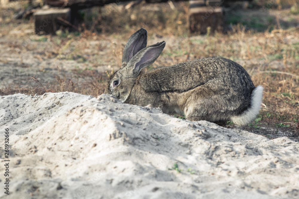 Fototapeta premium Portrait of a big beautiful rabbit in the yard