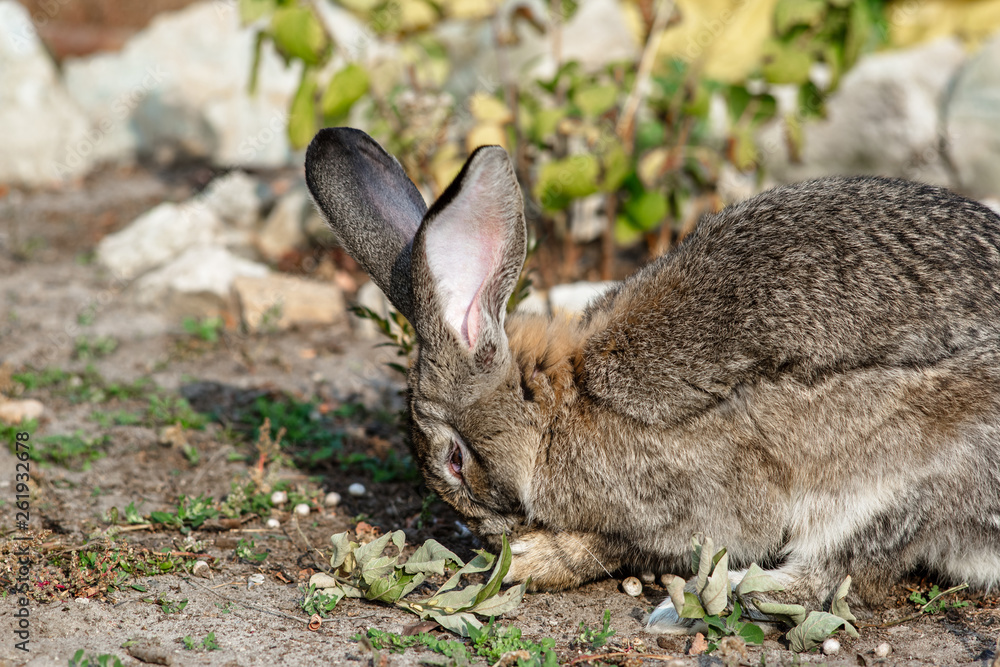 Portrait of a big beautiful rabbit in the yard Portrait of a big beautiful rabbit in the yard