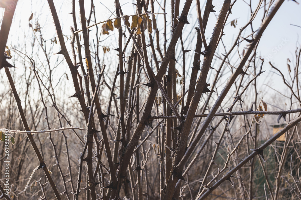 Acacia needles covered with hoarfrost. Nature in winter. Acacia needles covered with hoarfrost. Nature in winter.