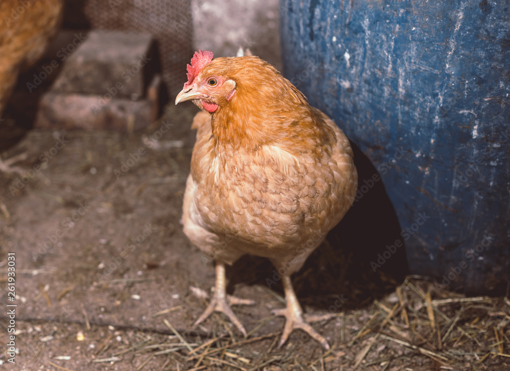 Naklejka premium Chickens on the farm. Toned, style, color photo