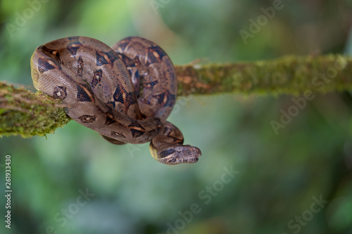 Boa Constrictor (Boa constrictor)