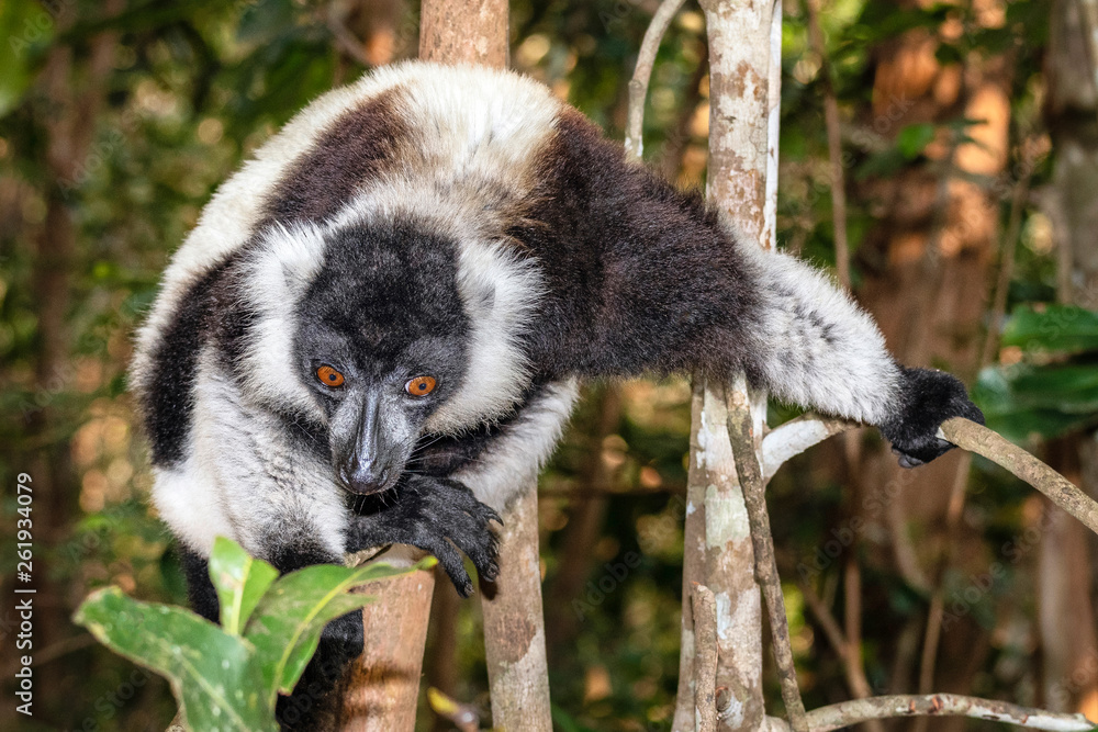 Fototapeta premium Black-and-white ruffed lemur, Varecia variegata, in its natural environment in Madagascar