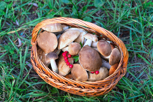 Mushrooms collected in a large basket, food