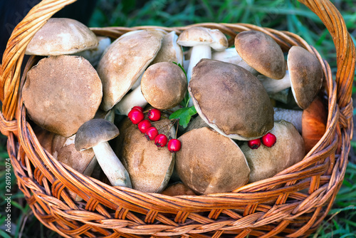 Mushrooms collected in a large basket, food