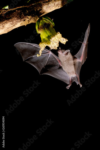 Pallas's long-tongued bat (Glossophaga soricina)